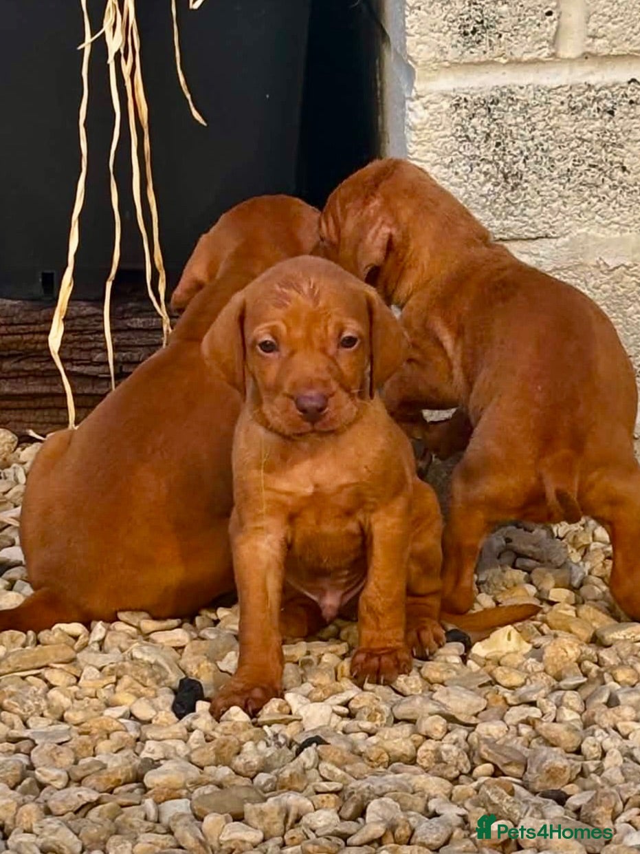 Hungarian Vizsla dogs Hungarian viszla puppies  - Advert 1