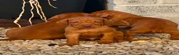 Hungarian Vizsla dogs for sale: Hungarian viszla puppies  - Advert 4