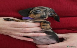 Miniature Dachshund dogs for sale: 🐶✨Smallest mini KC stunning litter ✨🐶 - Image 7