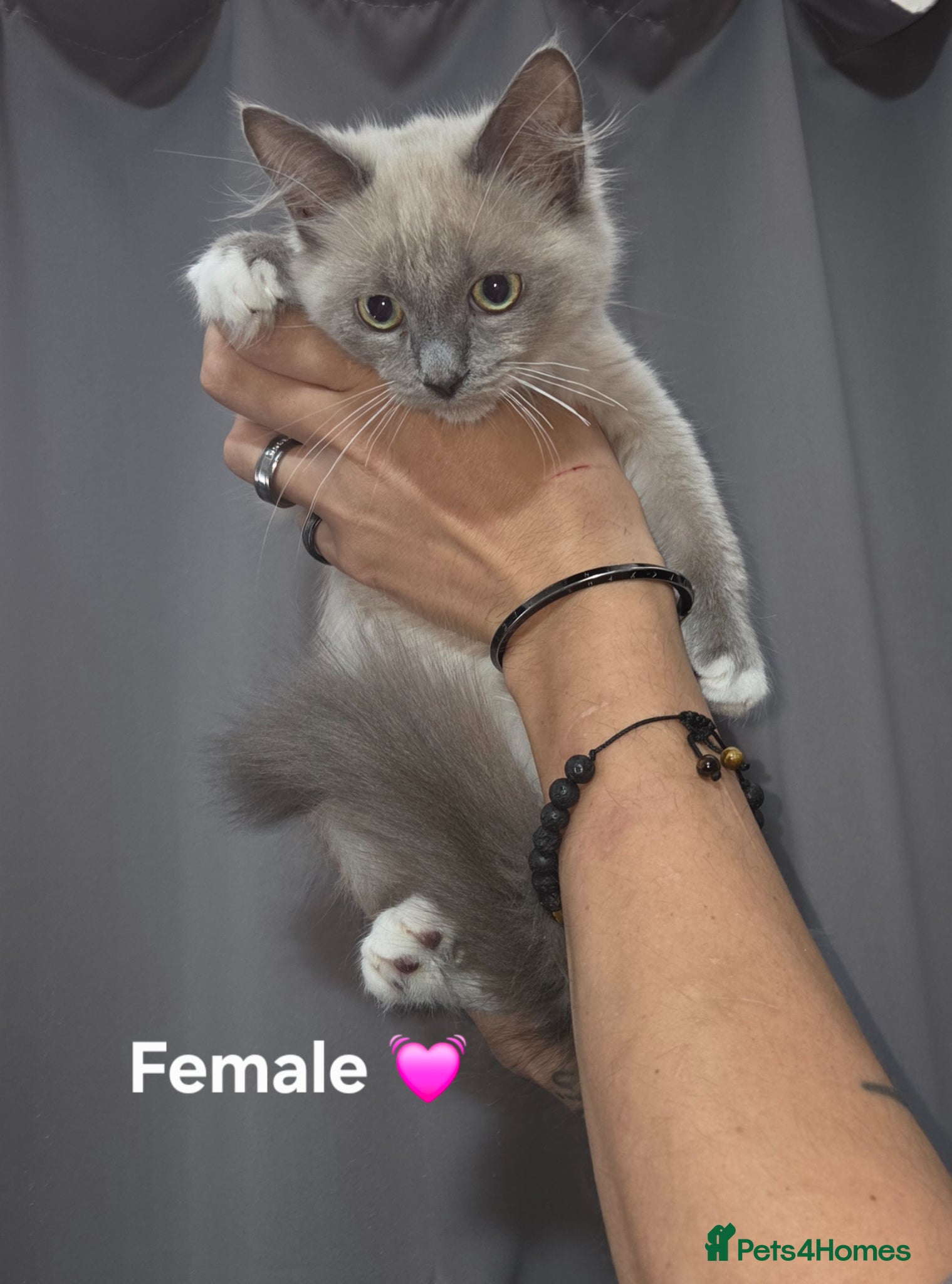 Ragdoll cats for sale: RAGDOLL KITTENS AVALIABLE NOW  - Advert 6