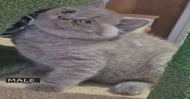 British Shorthair cats - Advert 6