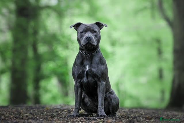 Staffordshire Bull Terrier dogs Mr. Charming Teddy for Stud in Manchester - Advert 5