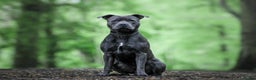 Staffordshire Bull Terrier dogs for stud: Mr. Charming Teddy for Stud in Manchester - Advert 1