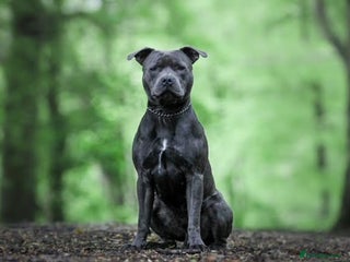 Staffordshire Bull Terrier dogs Mr. Charming Teddy for Stud in Manchester - Advert 1