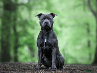 Staffordshire Bull Terrier dogs Mr. Charming Teddy for Stud in Manchester - Advert 18