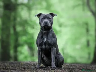 Staffordshire Bull Terrier dogs Mr. Charming Teddy for Stud in Manchester - Advert 22