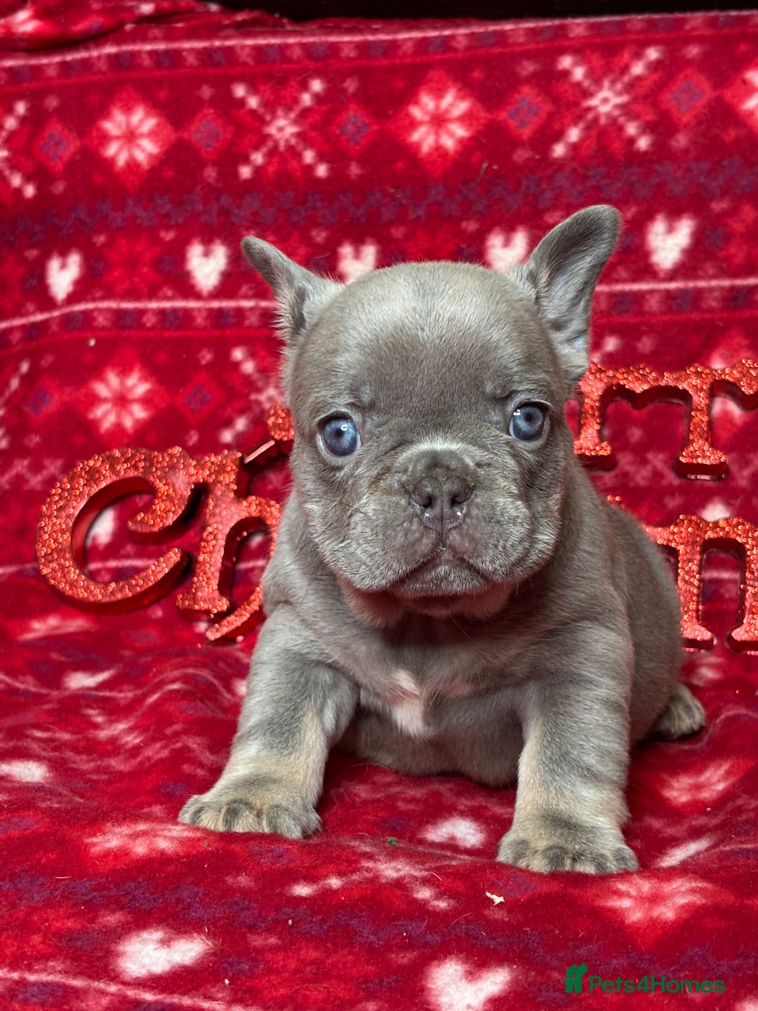 French Bulldog dogs for sale: Unique French bulldog pups  - Advert 7