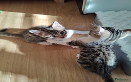 Mixed Breed cats for sale: Bengal mix kittens - Image 8