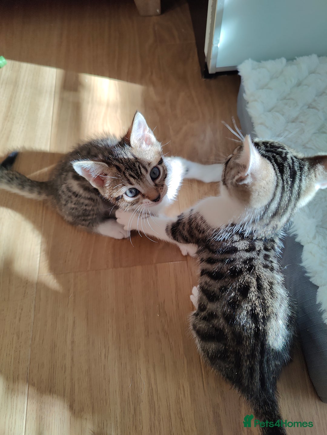 Mixed Breed cats for sale: Bengal mix kittens - Image 8