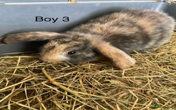 Mini Lop rabbits for sale: Mini lop bunnies  - Image 11