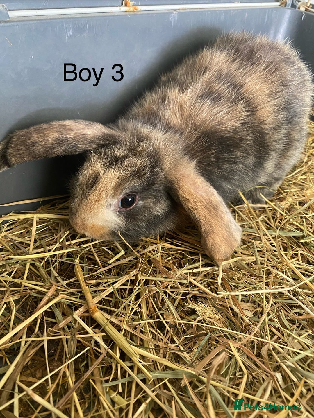 Mini Lop rabbits for sale: Mini lop bunnies  - Image 11