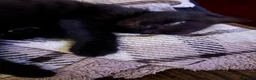 Mixed Breed cats for sale: 4 kittens ready for forever homes  - Advert 3