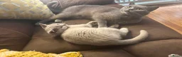 British Shorthair cats for sale: Stunning Lilac BSH kittens  - Advert 7