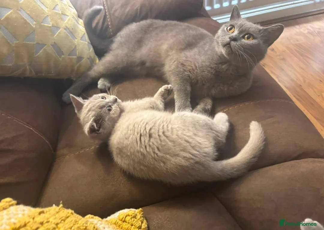 British Shorthair cats for sale: Stunning Lilac BSH kittens  - Advert 7