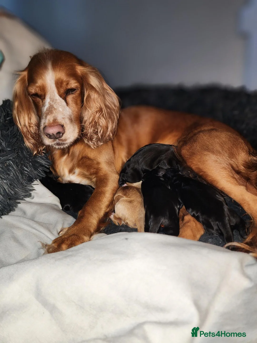 Cocker Spaniel dogs for sale: Working cocker spaniel pups - Advert 2