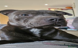 Staffordshire Bull Terrier dogs for stud: Blue staffie up for stud - Image 4