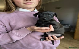 Italian Greyhound dogs for sale: 🐾kc registered Italian greyhound puppies 🐾 - Image 5