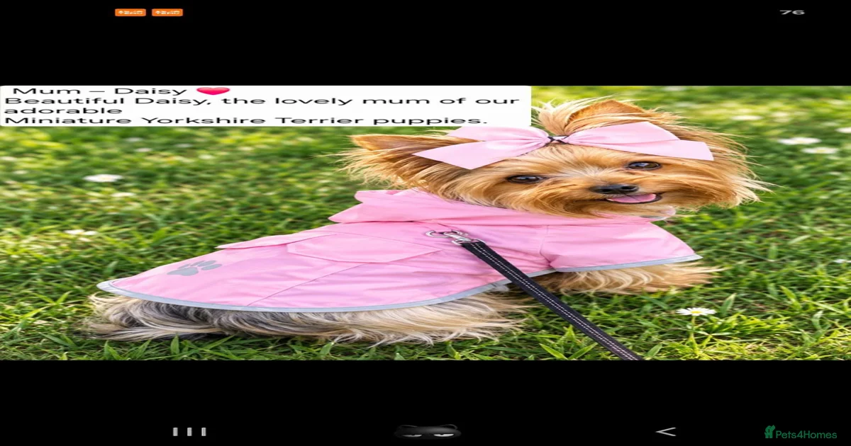 Yorkshire terrier Puppies for sale | Pets4Homes