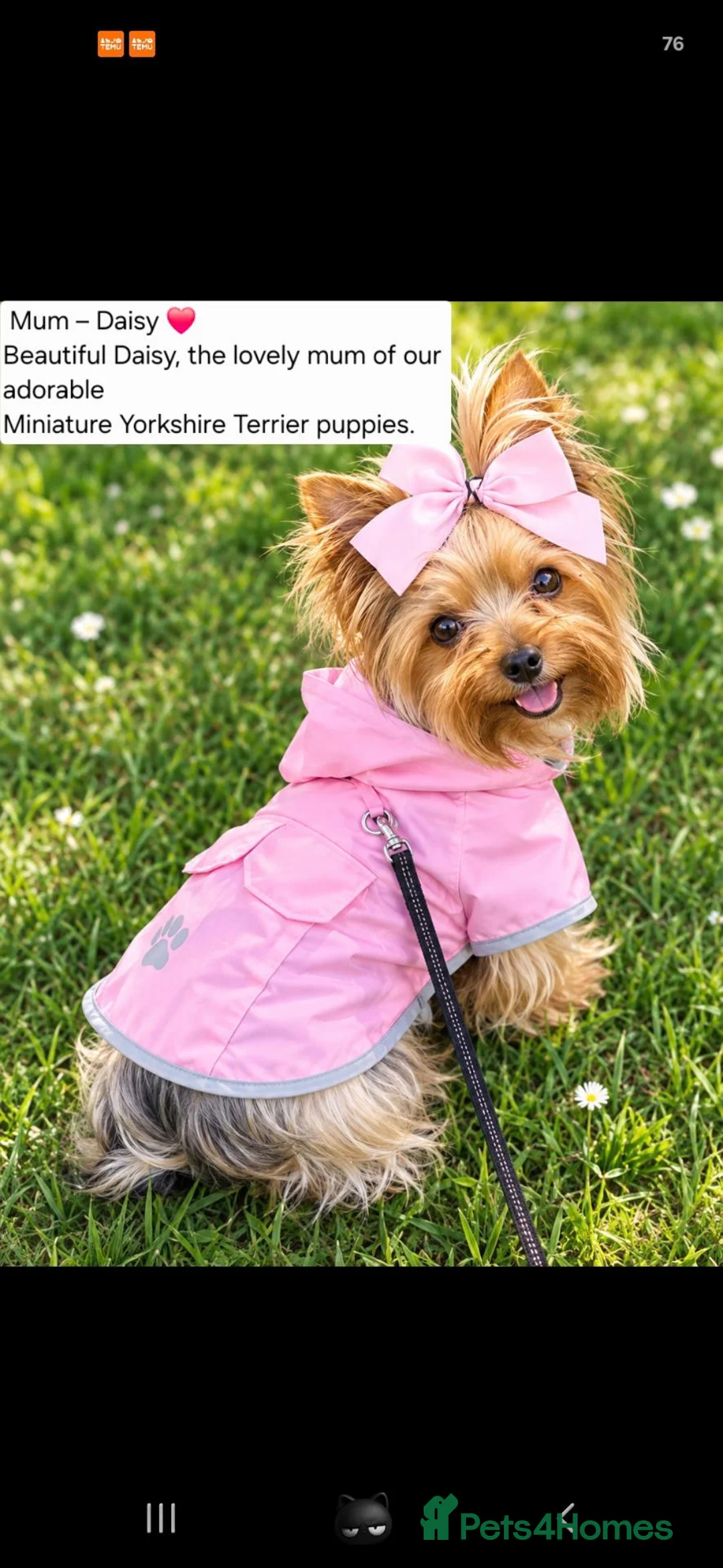 Yorkshire Terrier dogs for sale: Adorable Tiny Miniature Yorkshire Puppies for Sale - Advert 1