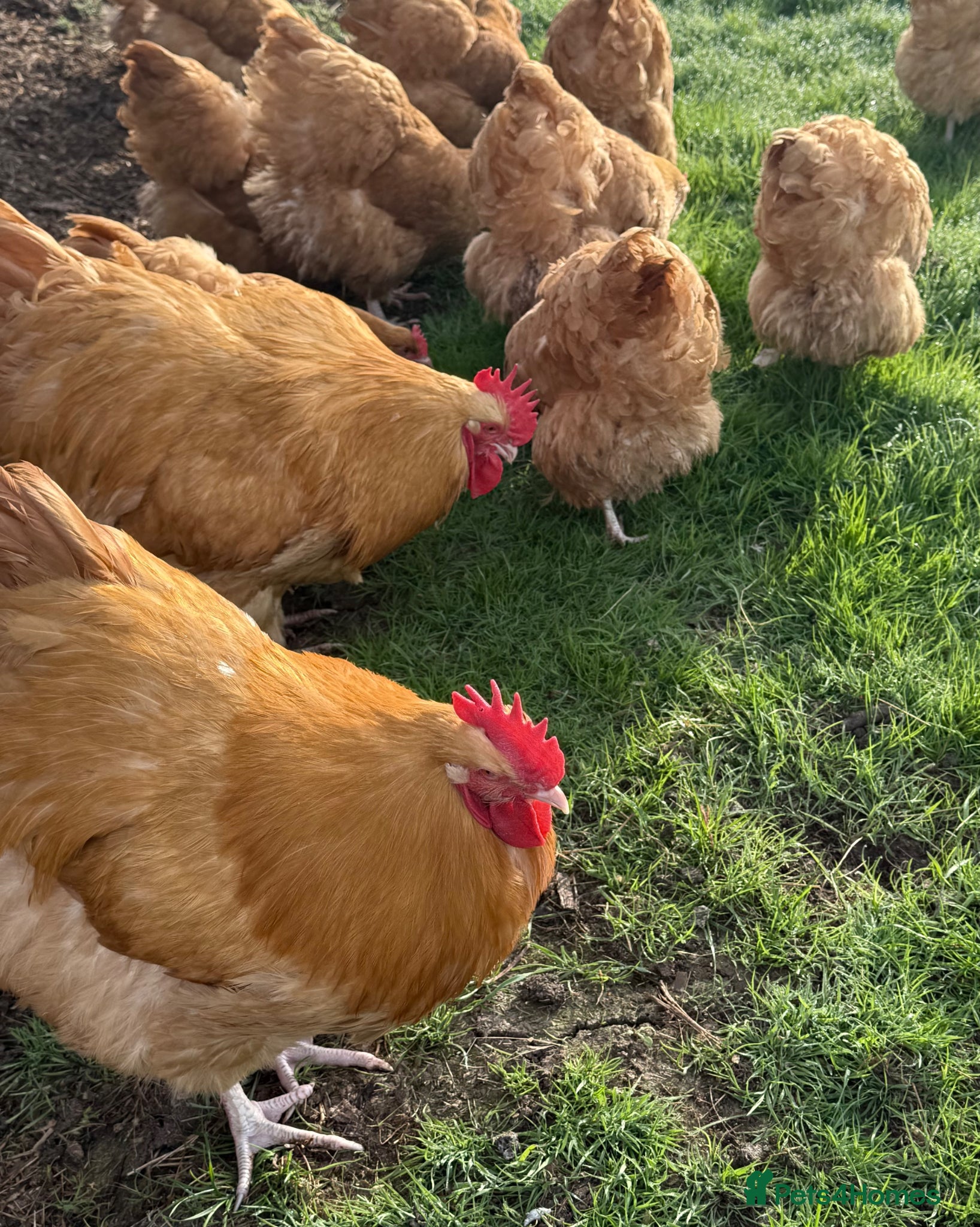 Chickens poultry 6 x buff Orpington hatching eggs - Advert 2