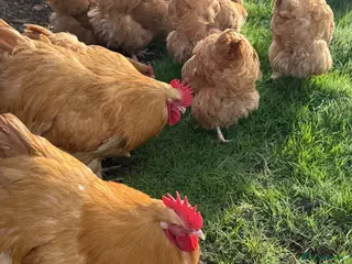 Chickens poultry 6 x buff Orpington hatching eggs - Advert 2