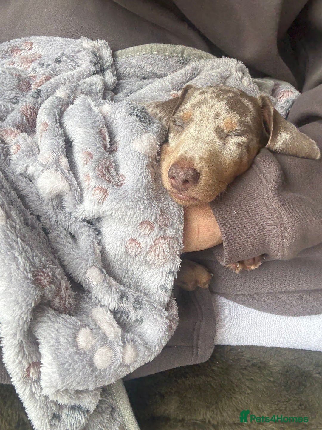 Dachshund dogs for sale: Isabelle tan male  - Advert 7