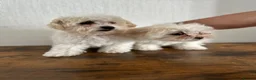 Bichon Frise dogs for sale: 8 weeks Bichon puppy’s available - Advert 3