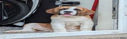 Saint Bernard dogs for sale: Handsome bari  - Advert 3