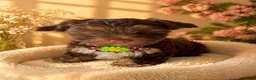 Yorkshire Terrier dogs for sale: Colorful Yorkshire terrier - Advert 18