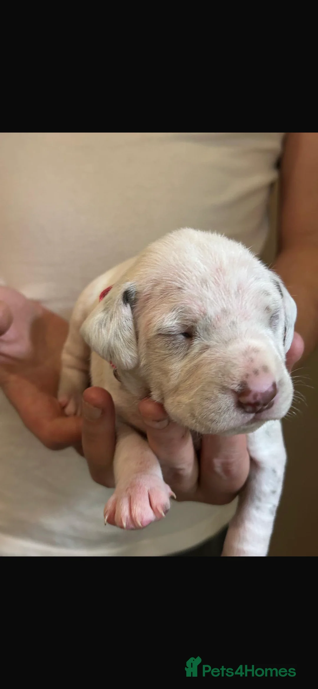 Dalmatian dogs for sale: Dalmatian puppies  in Glasgow - Advert 2