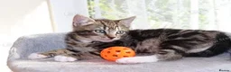 Mixed Breed cats for sale: Tabby kittens ready Now  - Advert 7