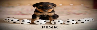 Airedale Terrier 7
