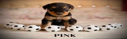 Airedale Terrier dogs for sale: ADORABLE AIREDALE PUPS FROM 5 ⭐️ LICENSED BREEDER - Advert 13