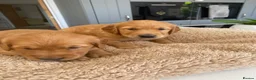Golden Retriever dogs for sale: KC REG RED Golden Retriever puppies  - Advert 3