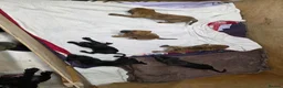 Mixed Breed dogs for sale: Staffy X cain corso  - Advert 3