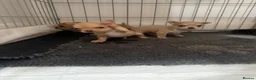 Chihuahua dogs for sale: READY NOW - 2 BOYS LEFT!! - Advert 35