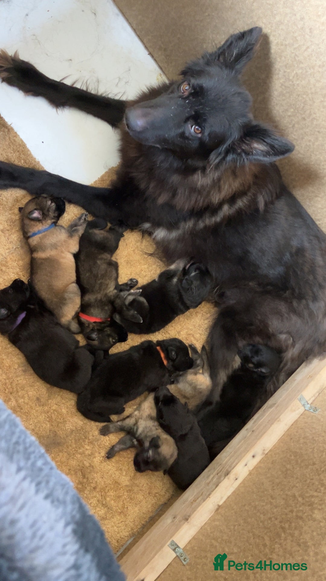German Shepherd dogs for sale: German shepherd puppies  - Image 4