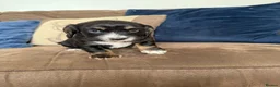 Cocker Spaniel dogs for sale: Beautiful cocker spaniel puppies  - Advert 11