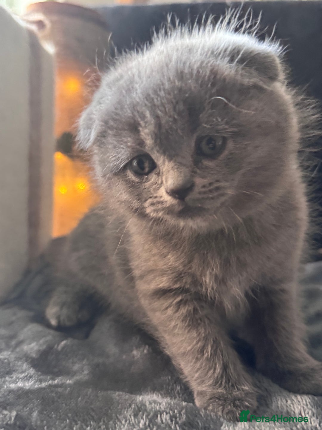Scottish Fold cats for sale: Beautiful British Shorthair Scottish Fold Kittens - Advert 30