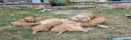 Mini Goldendoodle dogs for sale: Goldendoodle F1b Ready Now - Advert 8