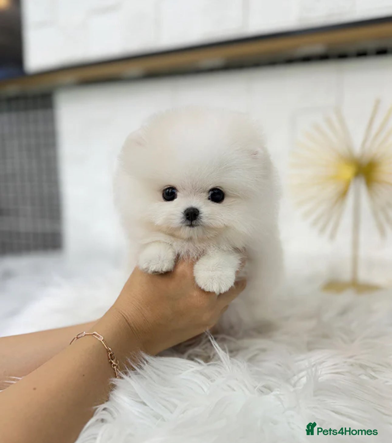 Pomeranian dogs Gorgeous white Pomeranian puppies - Advert 1