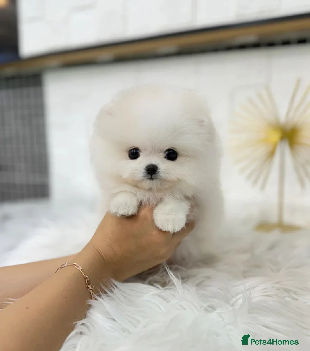 Pomeranian dogs for sale: Gorgeous white Pomeranian puppies - Advert 1