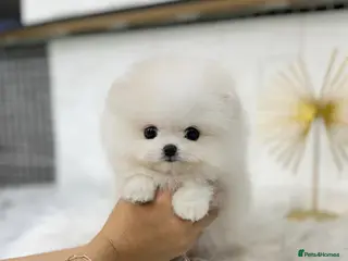 Pomeranian dogs Gorgeous white Pomeranian puppies - Advert 1