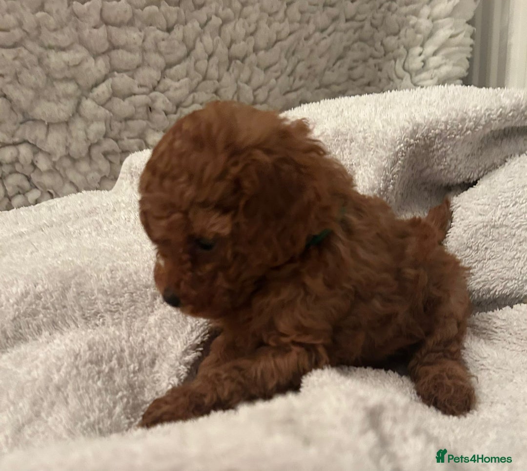 Toy Poodle dogs for sale: Stunning Fox Red Toy Poodles - Image 31