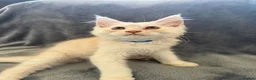 Maine Coon cats for sale: Maine Coon 3/4 Cross Kittens  - Advert 12