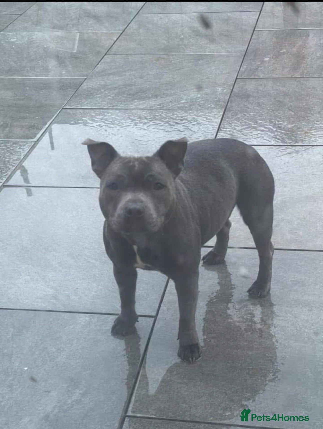 Staffordshire Bull Terrier dogs Beautiful Bobbie - Advert 2