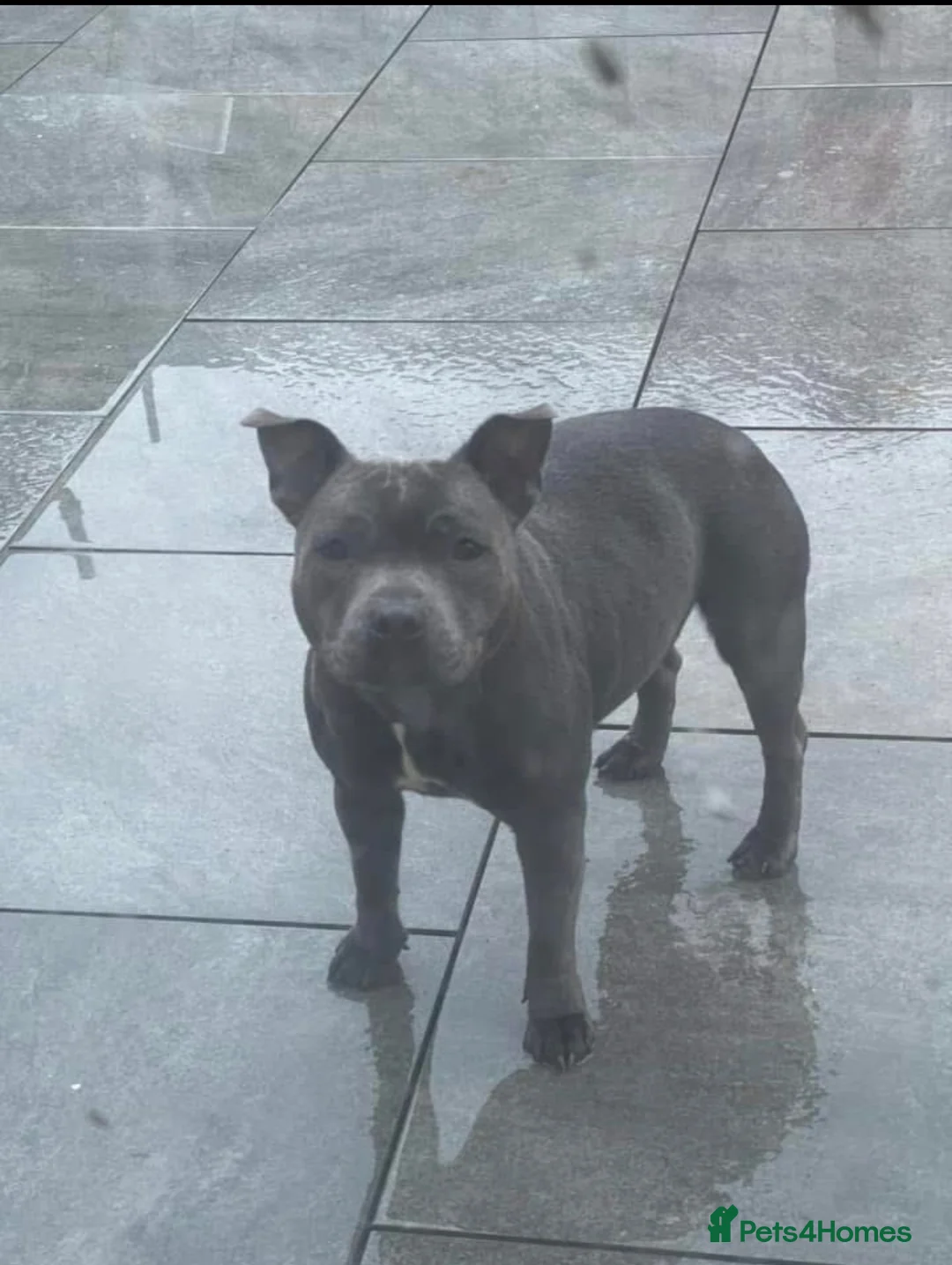 Staffordshire Bull Terrier dogs for sale: Beautiful Bobbie - Advert 1