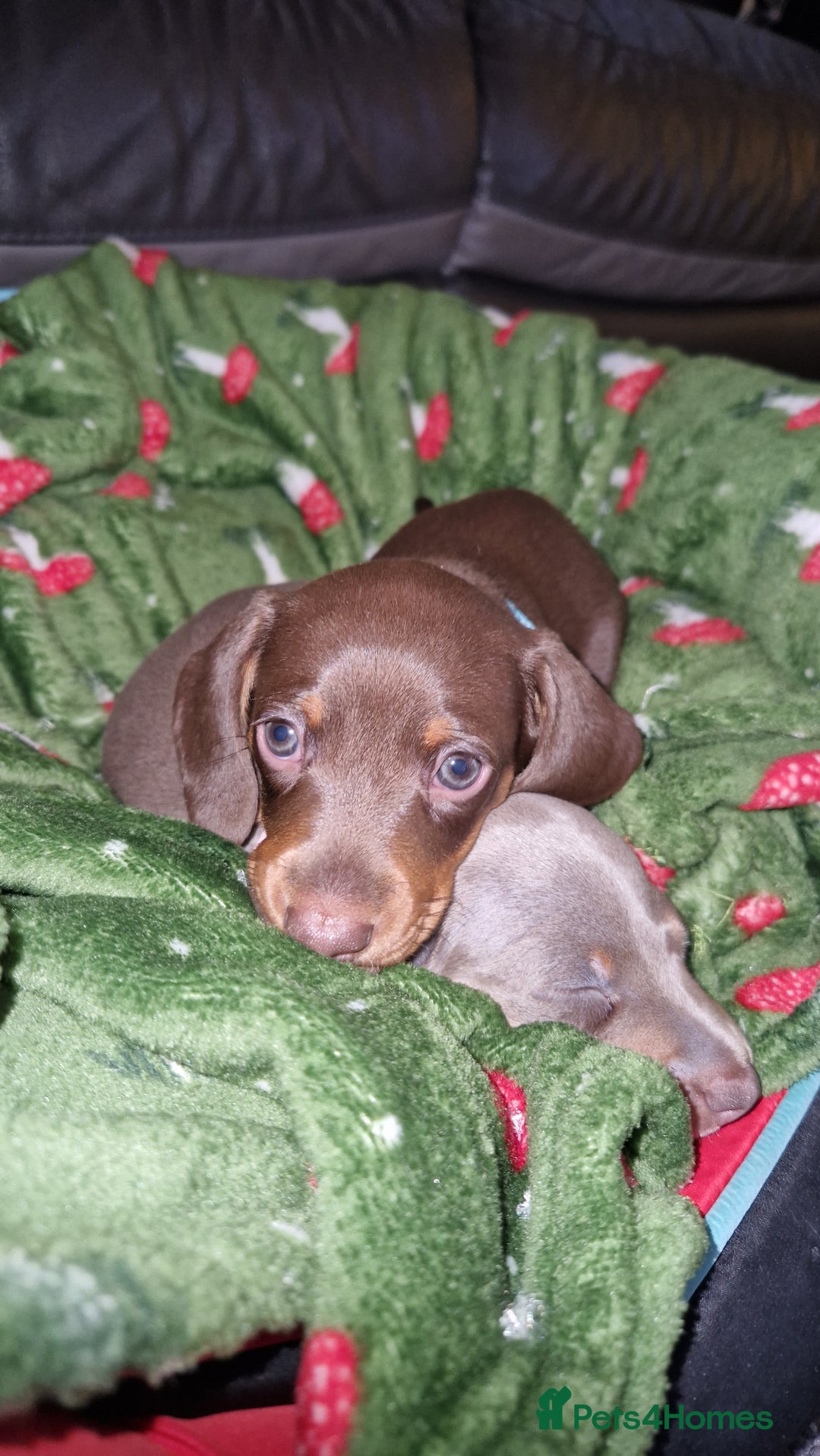 Miniature Dachshund dogs for sale: 1 beautiful kc puppy left ready 25/12/25 - Advert 3