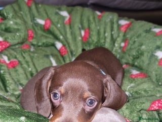 Miniature Dachshund dogs 1 beautiful kc puppy left ready 25/12/25 - Advert 8