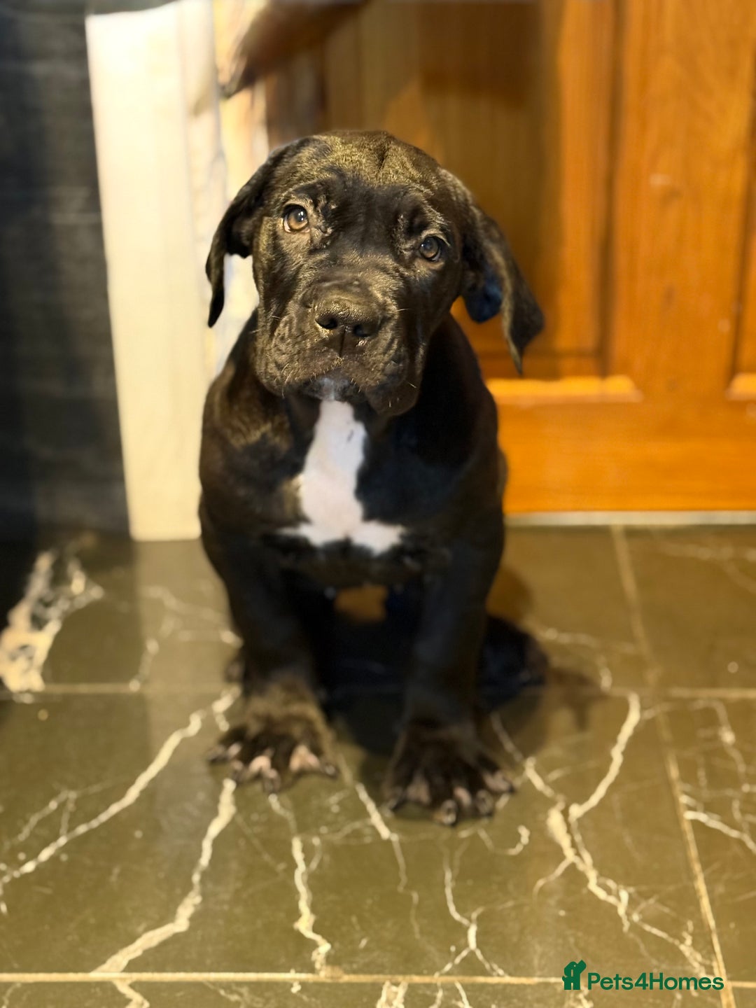 Cane Corso dogs for sale: Imp Champion Bloodline Pure Breed Cane Corso pups  - Advert 28